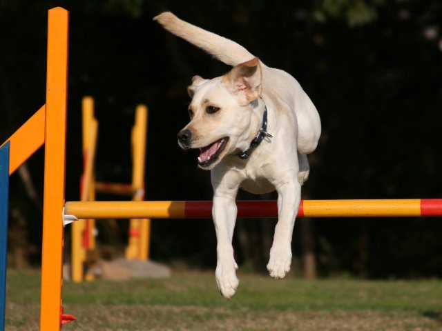 d0091700_10324263.jpg