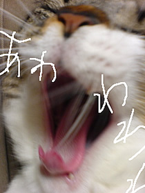 c0035001_20285963.jpg