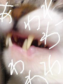 c0035001_20382160.jpg