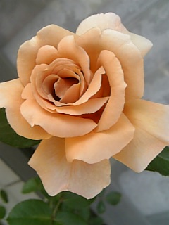 e0098908_1961592.jpg