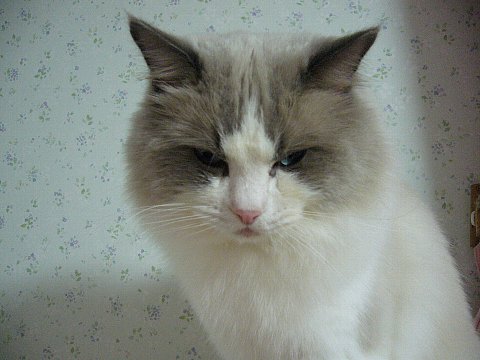 a0062240_21284351.jpg