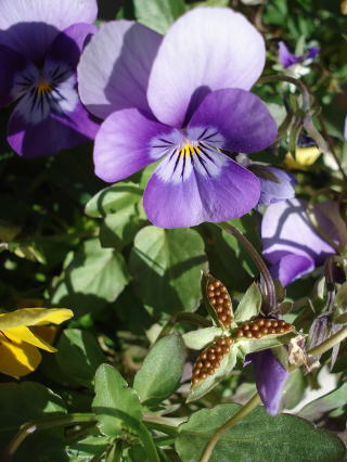 f0041850_1653433.jpg
