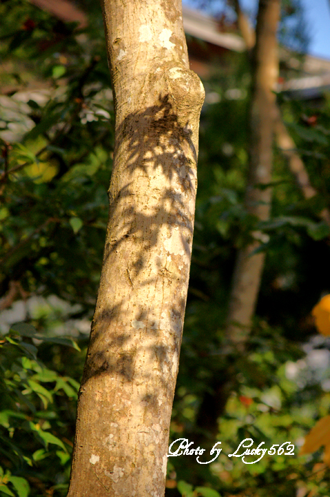 e0002371_1724850.jpg