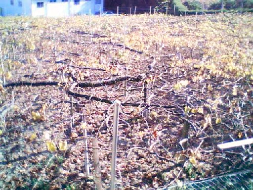 e0031572_10202712.jpg