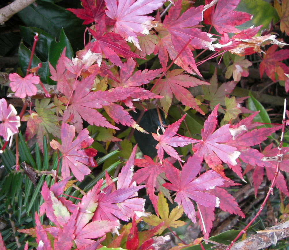 f0100593_15482520.jpg