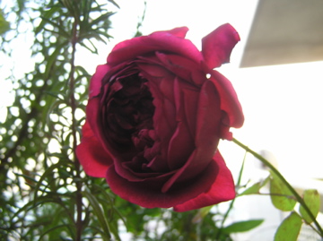 f0128723_13405399.jpg