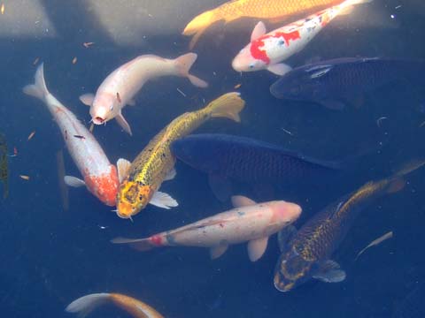 f0147025_2010167.jpg