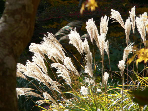 e0017051_1129212.jpg