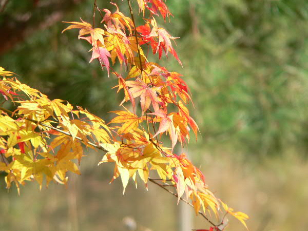 e0017051_11304849.jpg