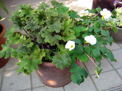 c0147952_23183771.jpg