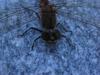 a0085558_1822469.jpg