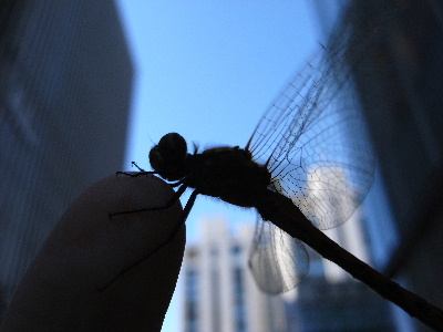 a0085558_18225863.jpg