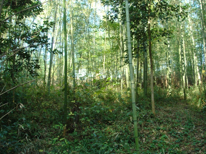 c0108460_169931.jpg