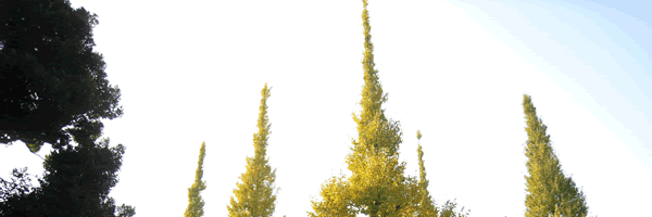 c0062361_19533643.gif