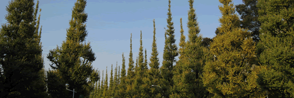 c0062361_19534511.gif