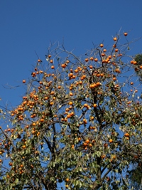 c0102268_19422419.jpg