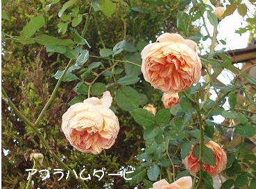 a0058478_1040381.jpg