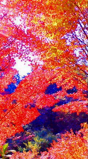 c0066080_2215382.jpg