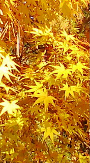 c0066080_22154066.jpg
