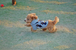 c0130389_2291379.jpg