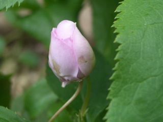 b0061107_23155232.jpg