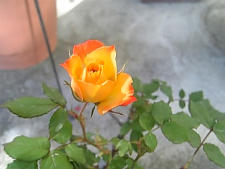 e0098908_22502171.jpg