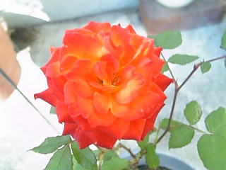 e0098908_2250504.jpg