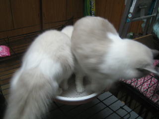 c0024410_2313924.jpg
