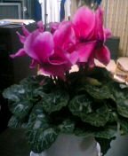 c0047035_1854540.jpg
