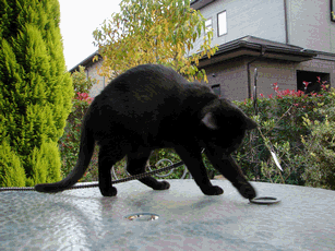 c0136736_1511352.gif