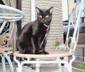 c0136736_151206.gif