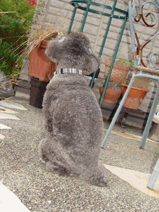 c0136736_1512474.gif