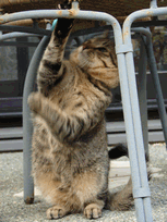 c0136736_15144112.gif