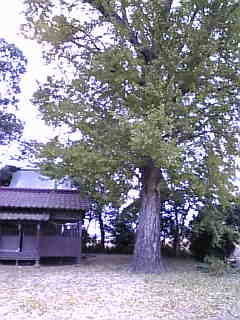 a0074938_21262661.jpg