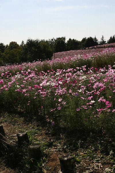 b0084270_21111461.jpg