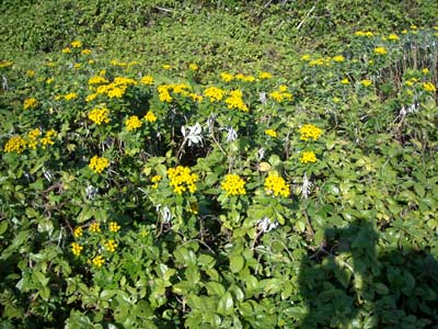 e0097770_081257.jpg