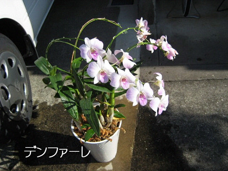 f0003174_11133724.jpg
