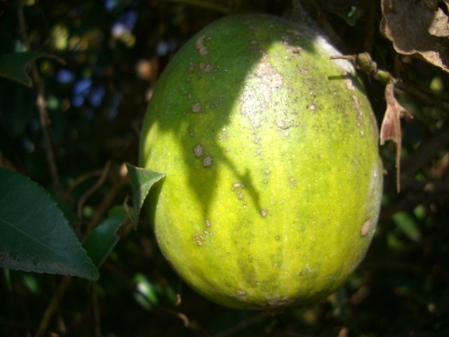f0137275_5153761.jpg