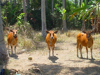 c0153292_17213982.jpg
