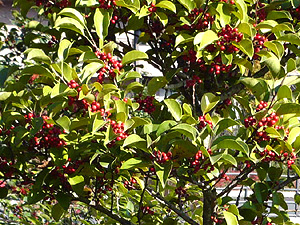 e0099905_18432785.jpg