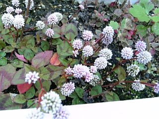 e0098908_21404580.jpg