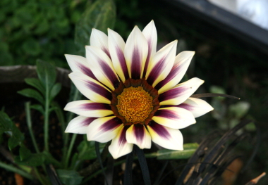 e0102713_1637645.jpg