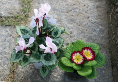 e0102713_16414099.jpg