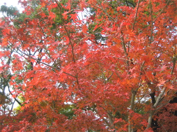 c0111017_22544176.jpg