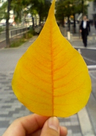 e0071923_20274695.jpg