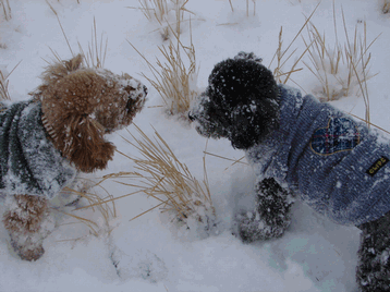 c0136736_134959.gif