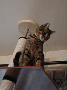 c0136736_1927575.gif