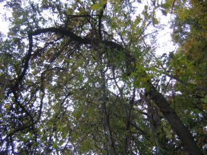 e0049740_1810455.jpg