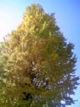 e0005941_362350.jpg