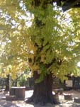 e0005941_363768.jpg